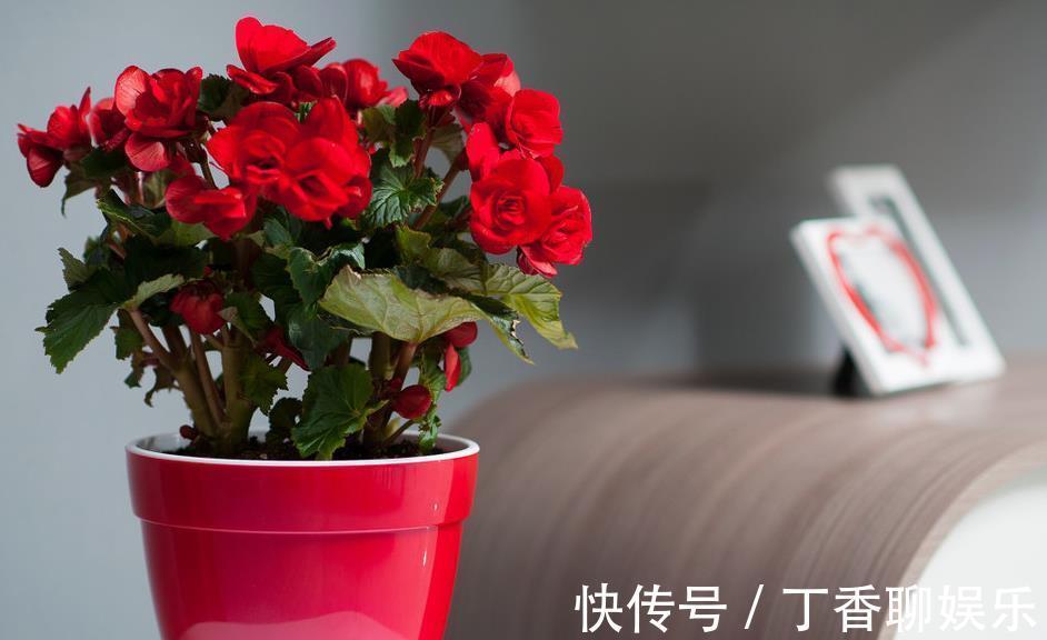 爆盆|长寿花这样养,轻轻松松爆盆,一年四季赏花不断