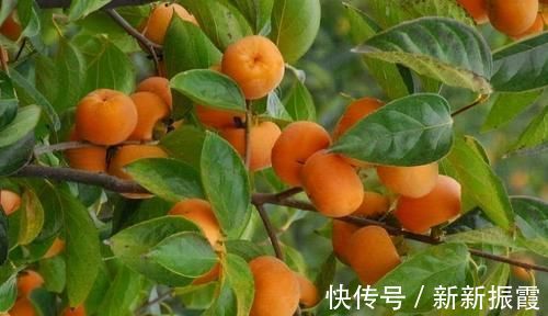 食物|女性不想滿臉皺紋，可以堅持吃3種食物，美容養顏，美白肌膚