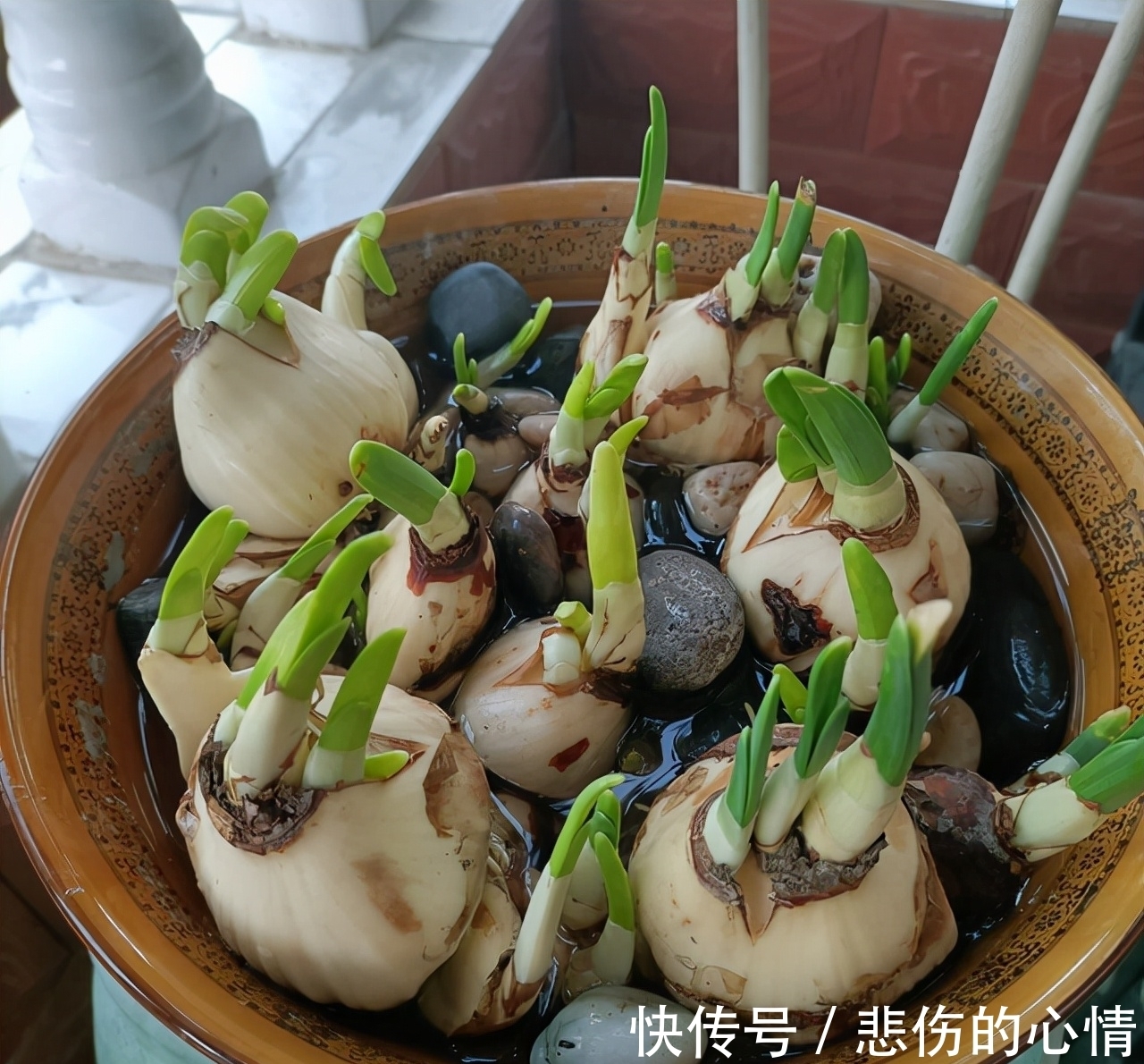 水仙花|这3种“年宵花”是一次性的,开花后就“不再复花”,别花钱买了