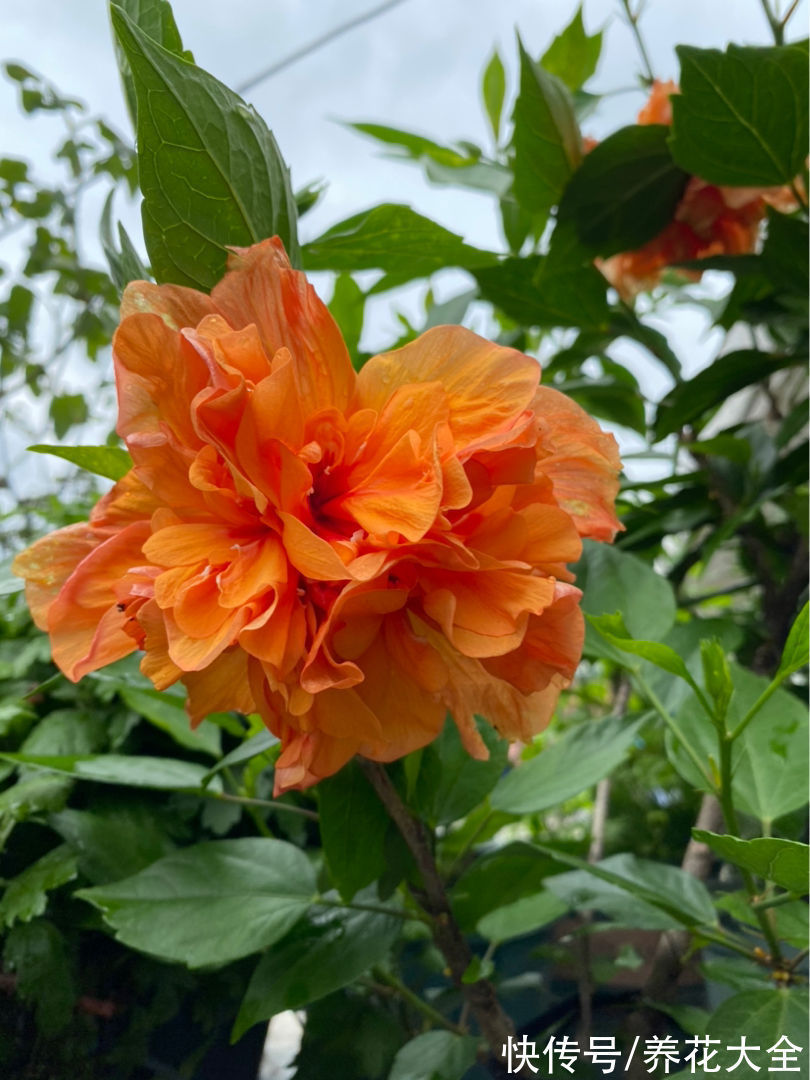 民间流传不吉利的花,敢养的人太少,你养过几种?