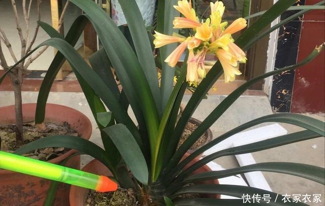 君子兰喜欢一种土,两年换一次,每年都开花!