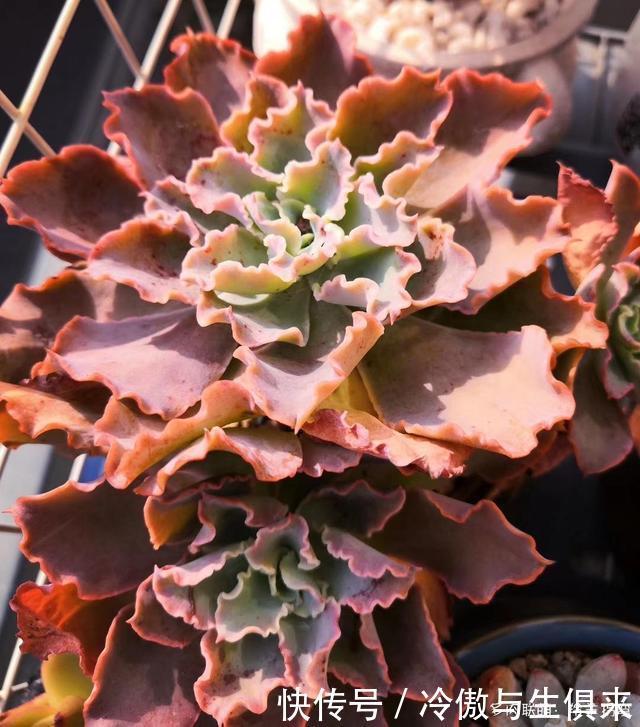 春天的包菜多肉有多美，梅雨季就有多像菜