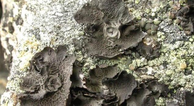 中国3大“顶尖”野生植物,个个卖出天价,网友;吃不起