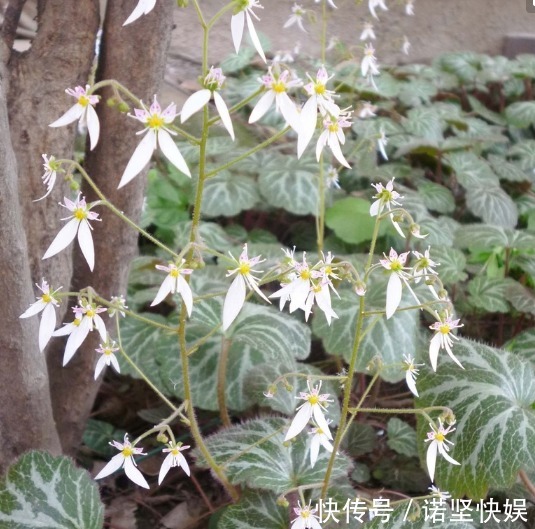 室内没光照就养这三种植物,个个颜值爆表,关键好养!