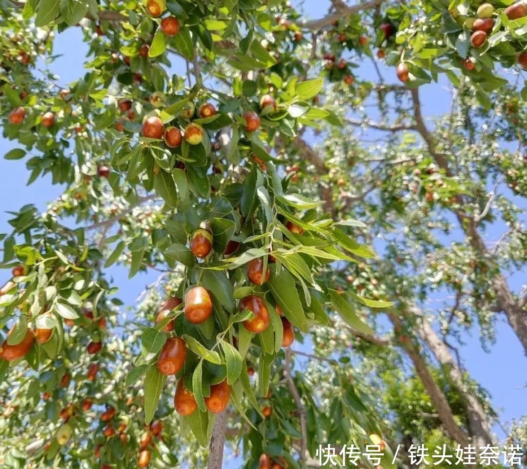 2021养盆镇宅花，当做守护神，好运进来，霉运离开！
