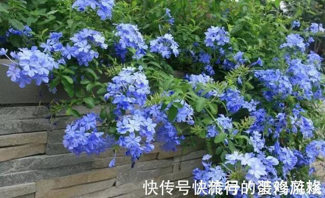 养花试试这几款，香气四溢，绿树白花，格外清新可爱