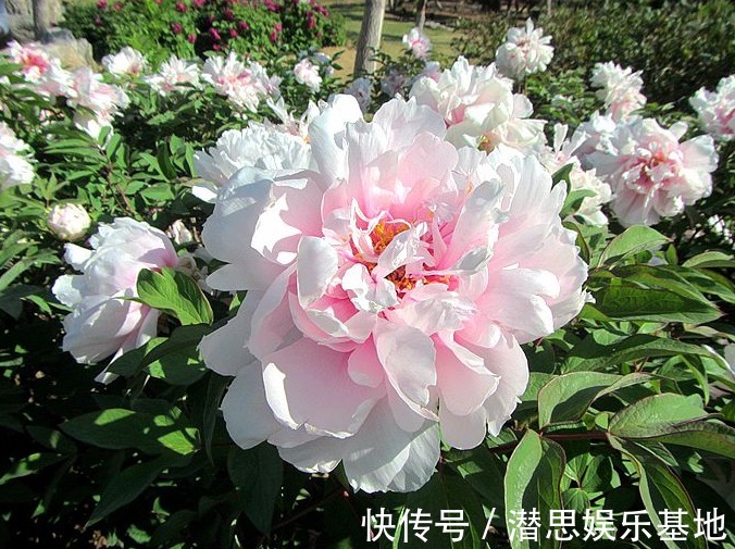 10种罕见的黑色花，都说很高贵，我怎么觉得诡异？