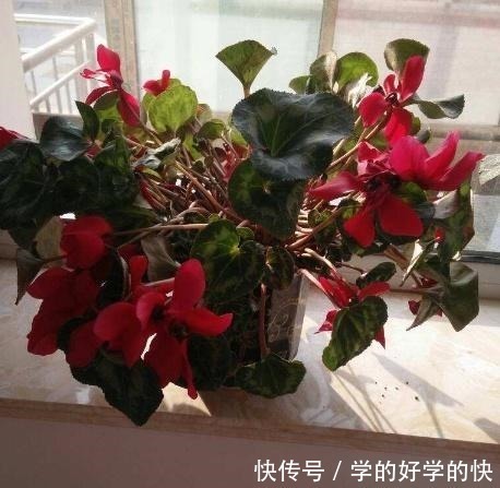 植物|别再用淘米水、大豆水养花了,喂点“这颗粒”,肥效足,生长更快!