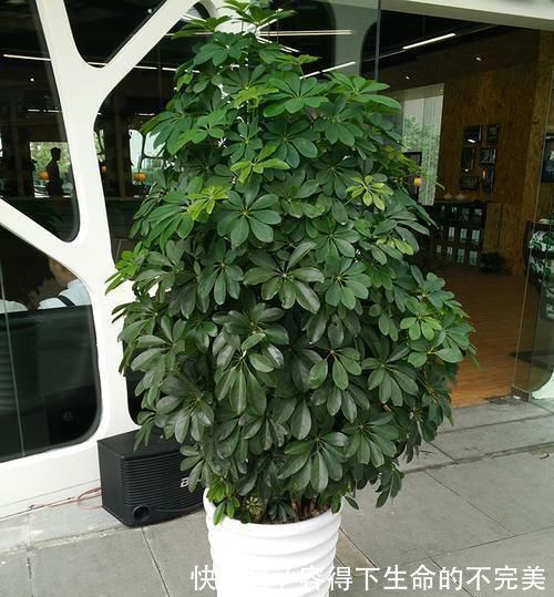 甲醛|养这4盆花,在家吸烟也不怕,二手烟吸光光,空气清新,一家健康