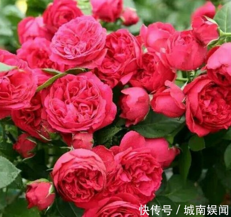 家里养上“3种花”，直接变成“百花园”，高雅艳丽，美不胜收！