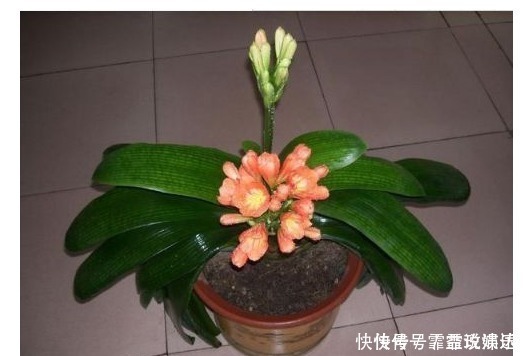 啤酒水|什么淘米水、啤酒水都不如“它”，君子兰蹭蹭长，花友赚大发了