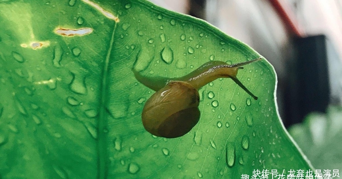 学会了这些养护上的事,养了20年的滴水观音,终于开花结果了