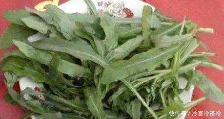 曲曲菜|这种野草皇帝都吃过,若见到不要再当普通杂草,它的作用可大了!