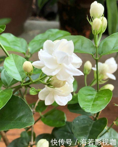 叶片|养茉莉花，花后记住“4要领”，花开不断芳香四溢，每次都爆盆