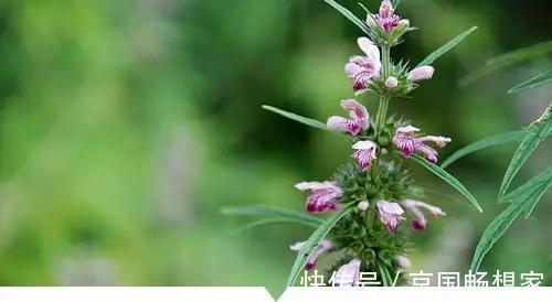 熟地黄|小时候常见却叫不出名字的植物,太全了