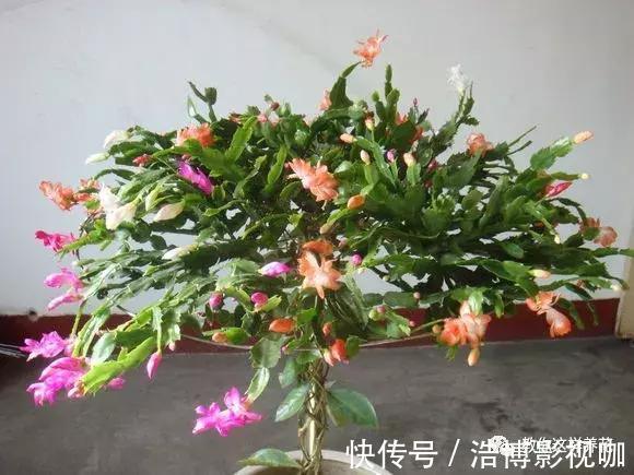 养了10年的蟹爪兰，发现是“假蟹爪兰”，却比真的还好看！