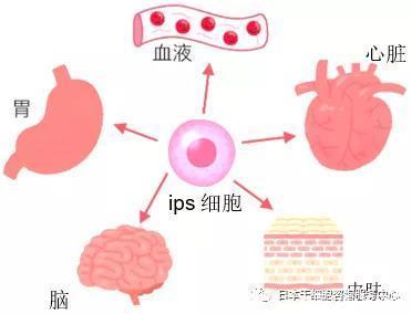 Jmt来源于脂肪组织干细胞的临床治疗介绍 快资讯