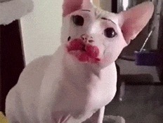 |搞笑GIF:大叔,你是怎么做到的,眼镜怎么就跳上去了