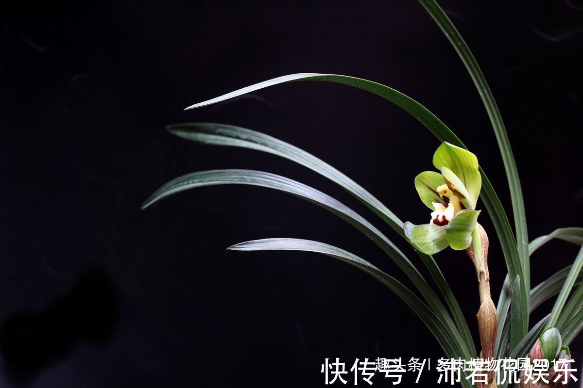 浇水|秋天养兰别大意,“秋老虎”也会带走你的花