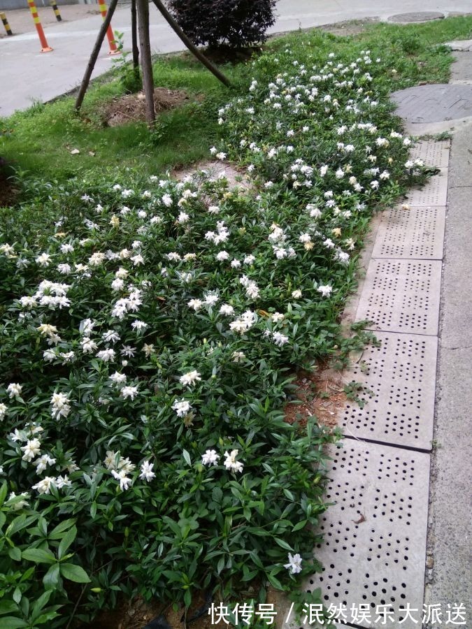 栀子花|北方家里当宝的花,南方大马路上全都是,我酸了!
