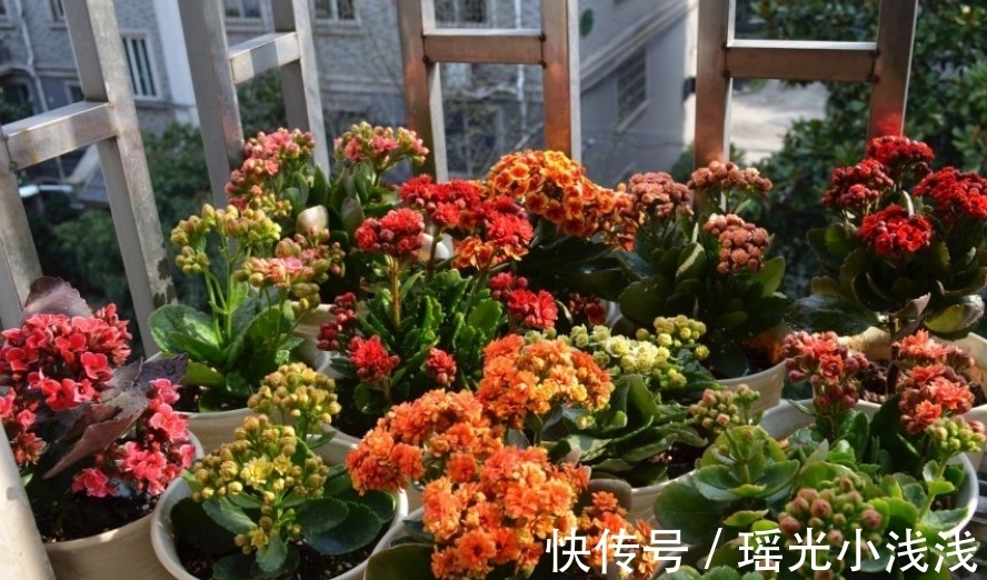 花苞|花市卖的长寿花，都满头花苞，原来是有“猫腻”，学学吧