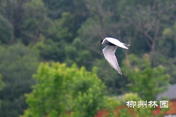 柳州市雀儿山公园首次迎来一群须浮鸥