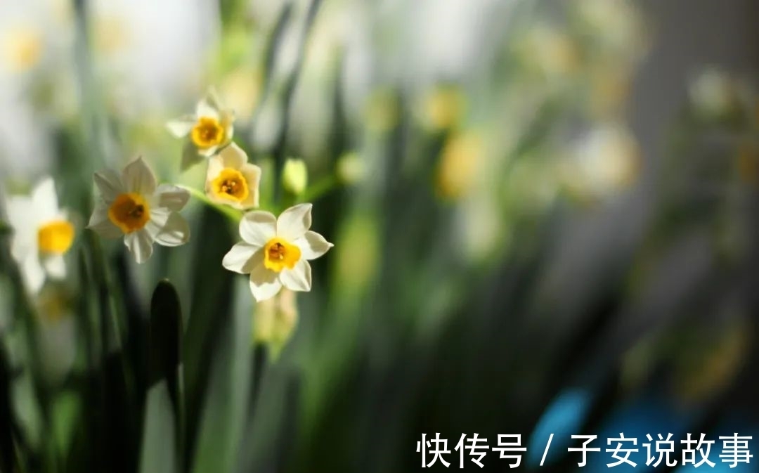 第一花$暗香静色撩诗句