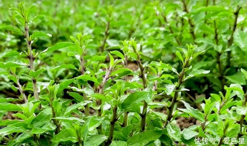 春吃芽,5种“春芽”要多吃,2种“毒芽”可别吃,健康最重要