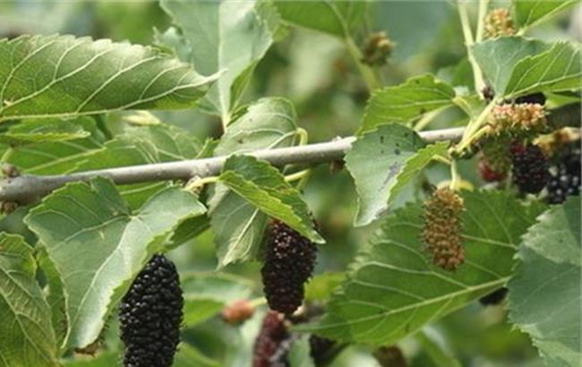 黄褐斑|农村一种常见树叶,对付黄褐斑有奇效,效果好还不花钱!