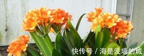 花卉|这4种喝“啤酒”最厉害的花,1次能喝半斤,叶片油绿、开花更艳!