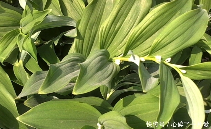 適應性|長相似竹子的野草,花朵像鈴鐺,如今30元一斤!見到請珍惜