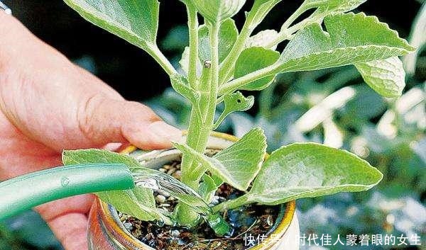 浇水前做个“小动作”，养花从来不烂根，个个猛开花，刹不住闸