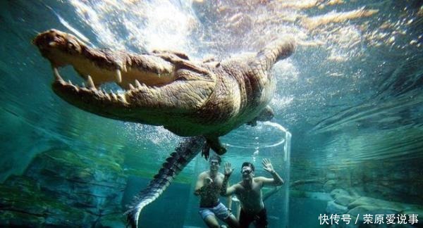 日本|真实还是谣传?千名日本军人与某种动物血战一夜,差点全军覆没