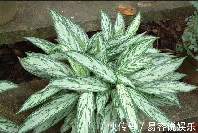 彩叶草彩叶草|7种不容错过的室内耐阴盆栽,没有阳光也能开花