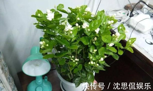 盆栽|茉莉花养成“老桩”，1次开花上百朵，满园花香，技巧有4个