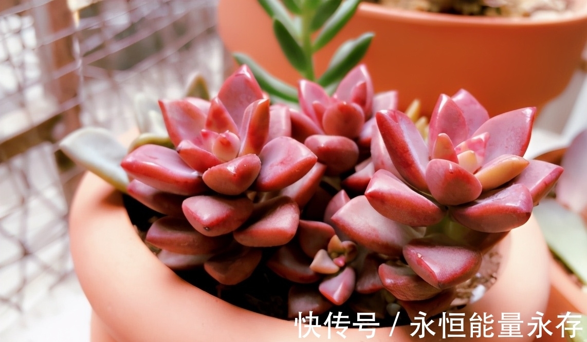 大姐养多肉全靠扦插,从不花冤枉钱,你学会怎么操作了吗?