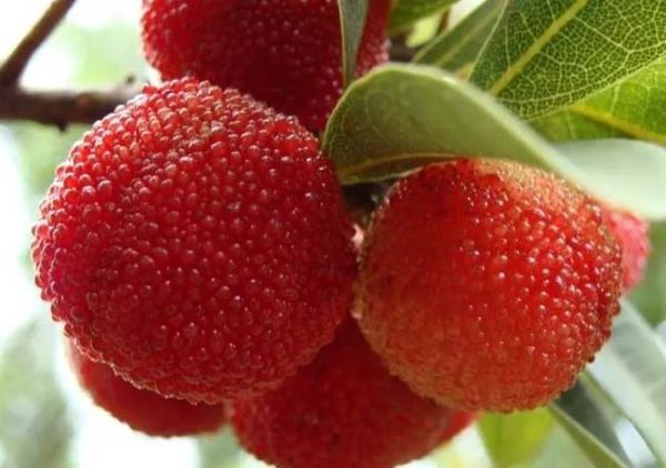 排毒养颜|杨梅的功效与作用，杨梅的正确吃法是怎样的