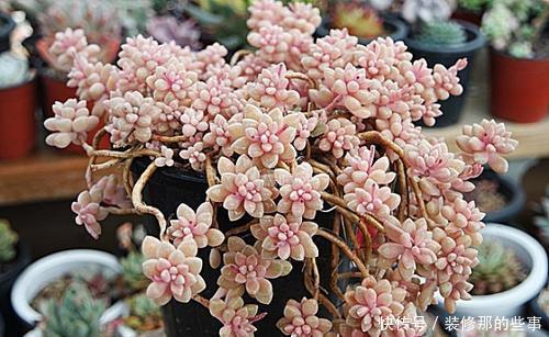 多肉中的“四胞胎”,长相相似却各有千秋,教你这样辨别!