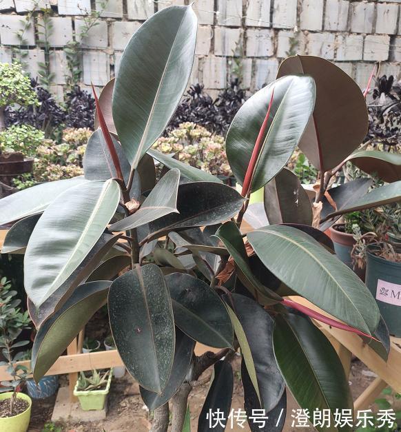 养这4种花太省心,丢阳台不管,就能轻松长爆盆,想养死都难