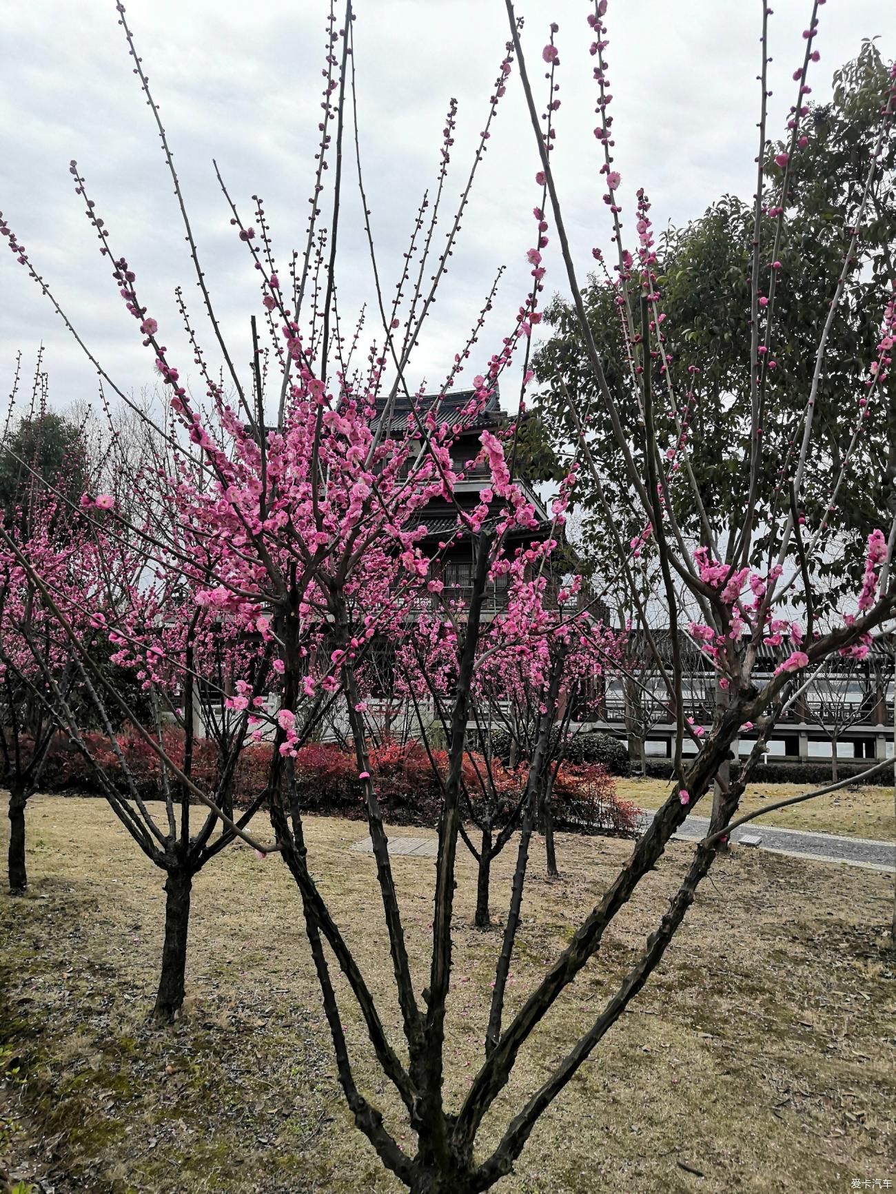 紫叶李|【爱卡踏青季】游石湖美景，你在湖畔走，我在画中游