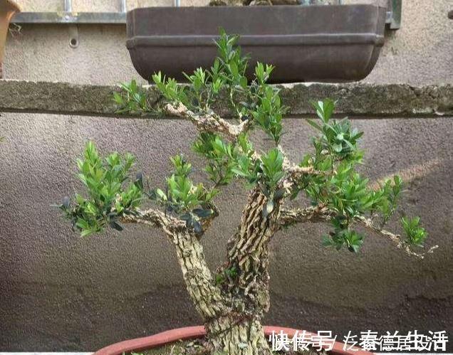 哪种黄杨最美？怎样栽培？制作盆景该注意什么