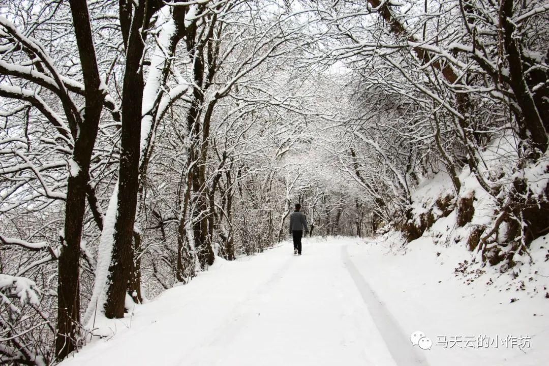 雪落贵清山|图胜千言| 雪落