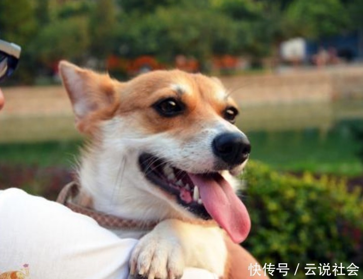 养狗 我只想养 柯基犬 这6大好处让我无法拒绝 天合乐学帮助家长发现孩子的更多可能