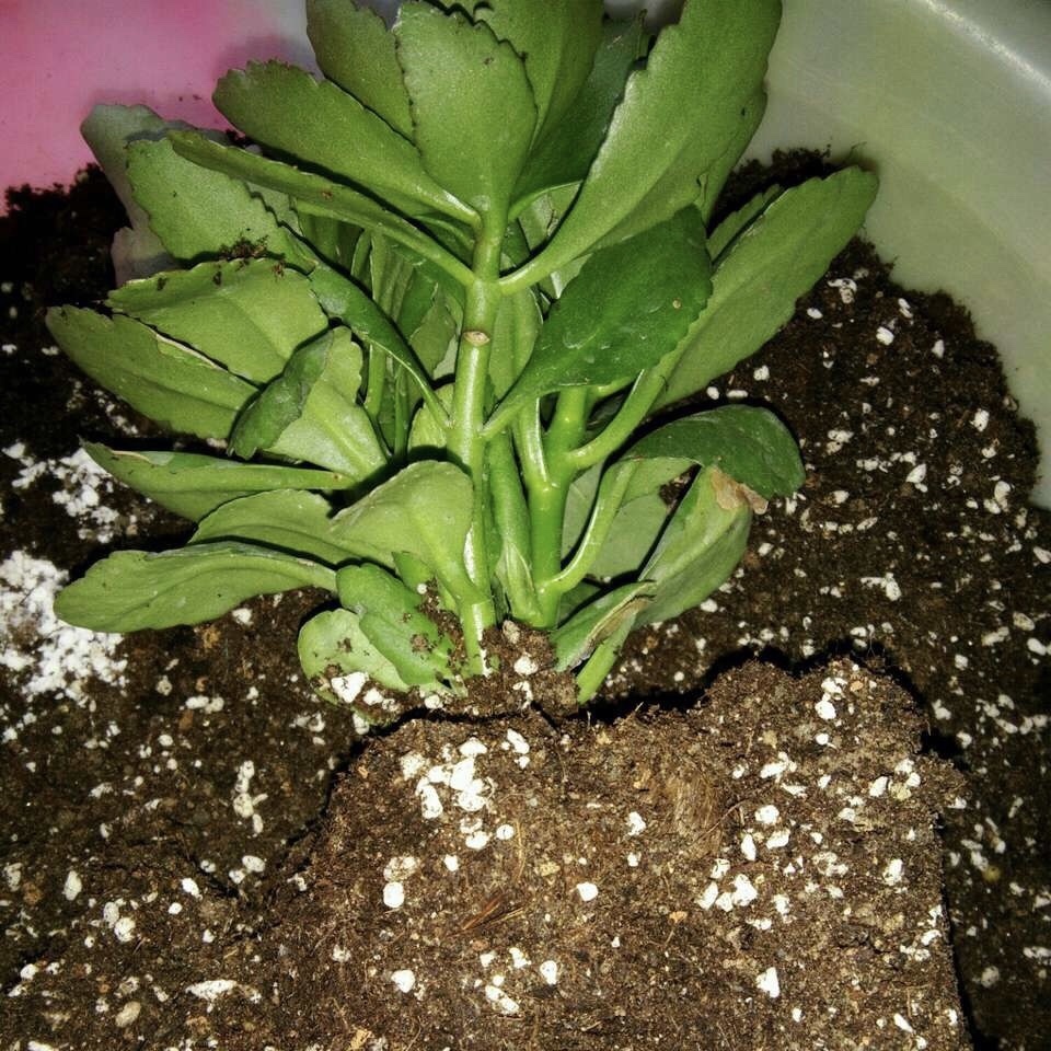 光照|长寿花能否“早开花”注意3个“小细节”,30天长粗枝、花爆盆