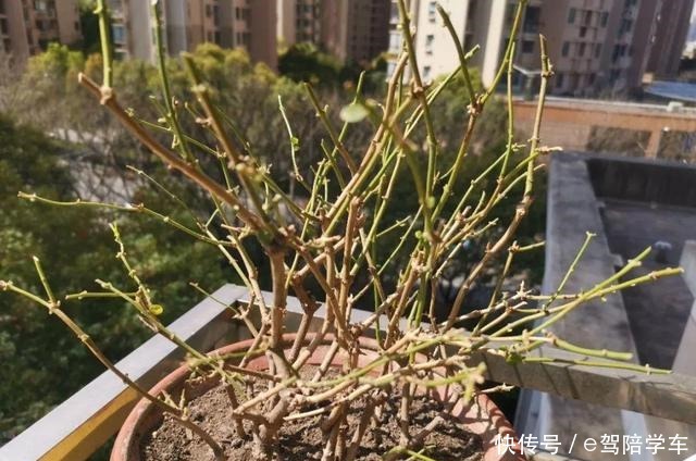 公认难养的6种花,新手慎买,养不活还浪费钱!