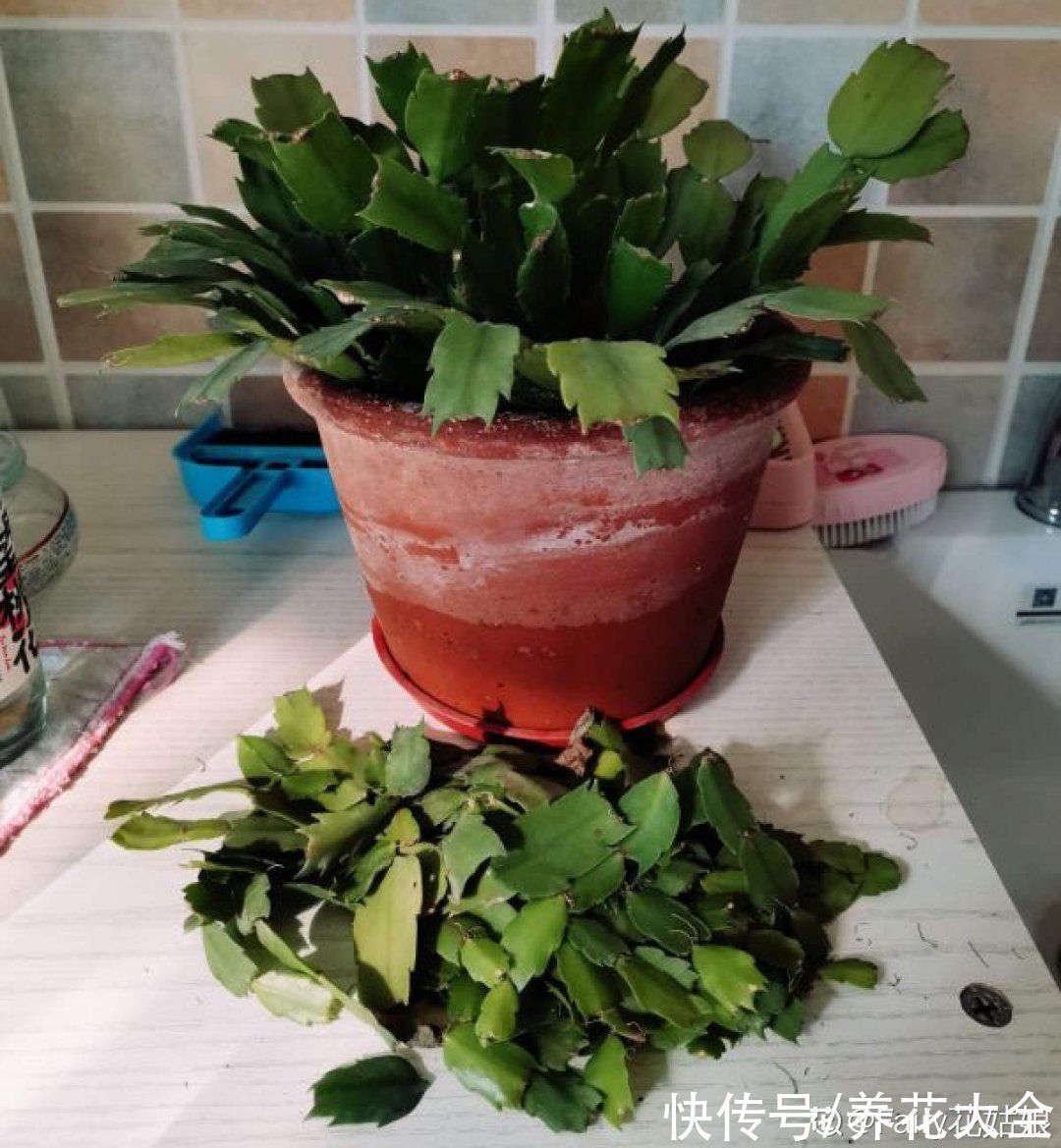 叶子|冬天扦插,最简单的方法学起来,这6种花都能生根