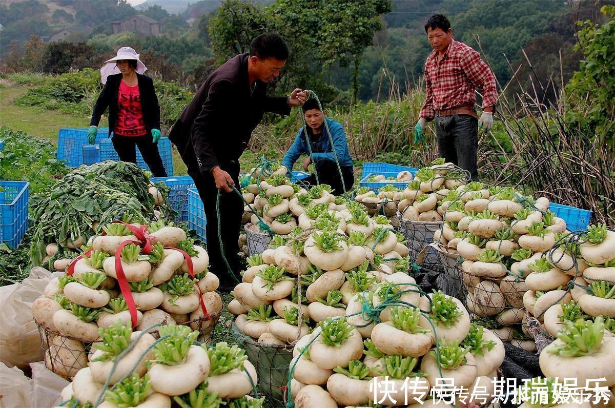 名蔬|种植超2000年,常被误认成萝卜,如今成我国出口名蔬,常做成腌菜