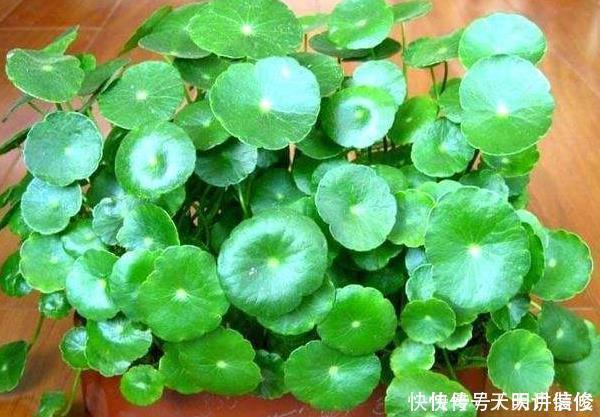 这4种花秋天开始疯长,拿起剪刀狠狠修剪,新枝条突突冒