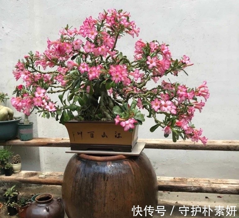 光照|6种花冬天“虐着养”，越虐越漂亮，小盆大太阳，长势更喜人