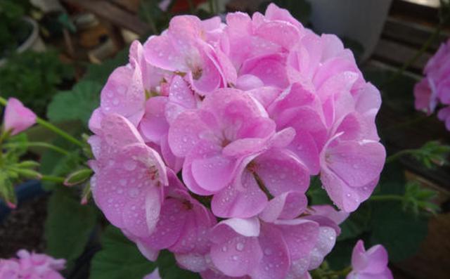 爆盆|室内必养的3种花，好养易活能爆盆，谁养谁喜欢，看看你都养过吗